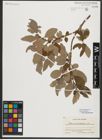 Foto von Salix appendiculata Vill.